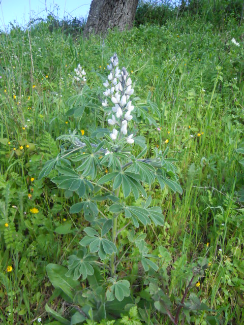 Lupinus albus / Lupino bianco